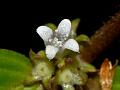 Eared-Leaf Diamond Flower